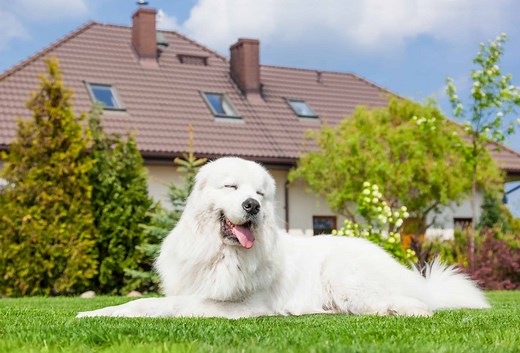 Explore the 800 Best and Most Clever Fluffy Dog Names