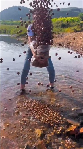 Hazelnut harvest #shorts #hazelnut #trending