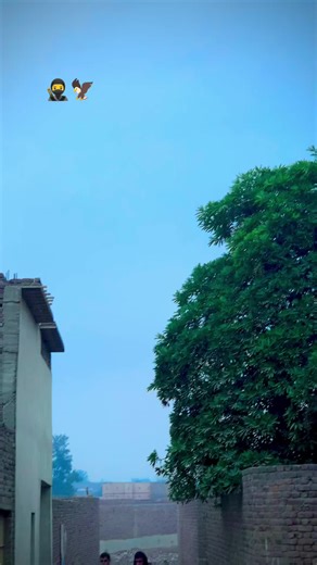 King Shahzaib Boxer: Unfreeze My Account Appeal