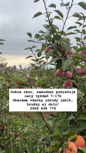 152 reactions | Dobre ráno, samozber pokračuje celý týždeň 7-17h Oberáme všetky odrody jabĺk, hrušky aj dulu! 0908 648 776 | Bioplant | Facebook