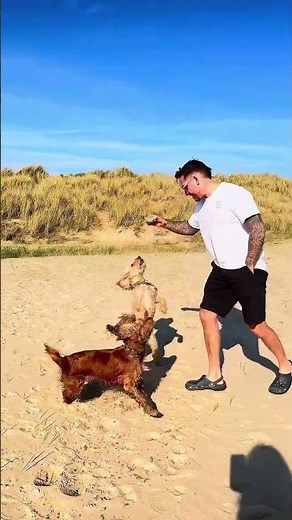 I think I’ve just found the BEST dog-friendly beach in England… 🐾