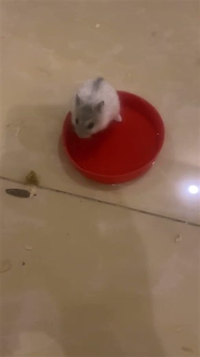 My hamster swimming