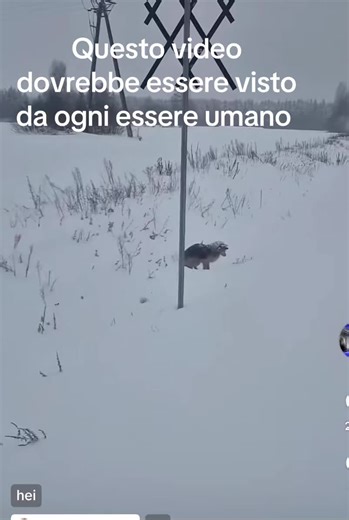 Tragedia umana: soccorso e perdita in un Natale difficile