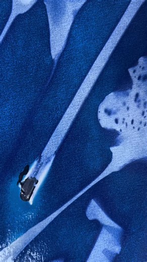 Katharine T. Jacobs on Instagram: "Cyanotype printing with the November sun, I can’t say I recommend. #cyanotype #photography #callalily #flowers #artfail"