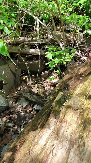 Squeegee fill the cheeks please #fyp #cuteanimals #cute #chipmunks #squeegee