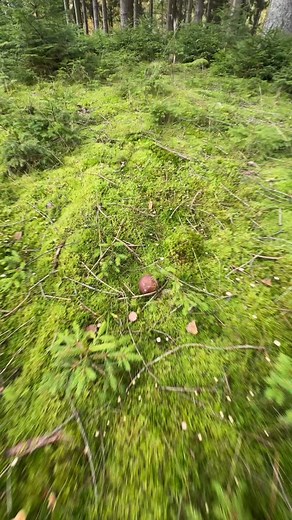 Finder du stadig Karl Johan? 🍄‍🟫✨ | Det Vilde Bud