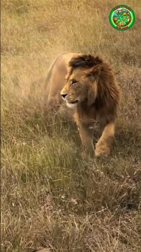 An Injured Lion Gives Her Cub For Care 🦁❤️‍🩹