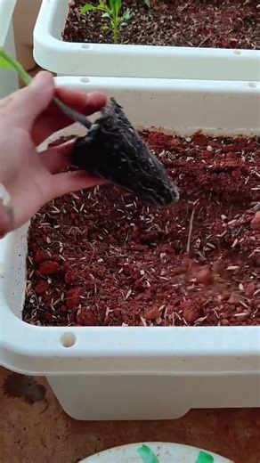 #Sowing and seedling emergence #Sowing and propagation #Seedling cultivation and planting#53312