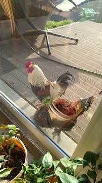 Concerto gallus gallus en ré mineur #campagne #opera #musique