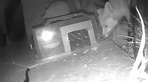 I’ve named him or her Jaws 🦊 There is a pretty heavy metal weight on this feeding station… | Little Silver Hedgehog