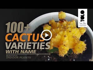100+ Types of Cactus with Names | Beautiful Indoor Cactus & Succulents