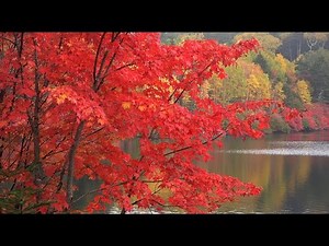紅葉が真っ盛りの白駒の池・4K