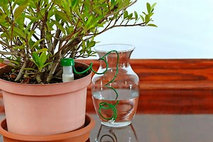 Easy Watering: 6 Plant Waterer Products We Love