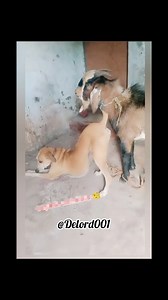 29M views · 385K reactions | Until you see the style your babe give eeh …,, #fyp #gehgeh #trend #funny #lol #dog #goat | DLord001 | Facebook