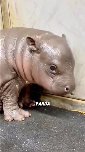 Pygmy hippo: World's smallest, seriously tiny #animals #science #shortfeed #wildlife #hippo