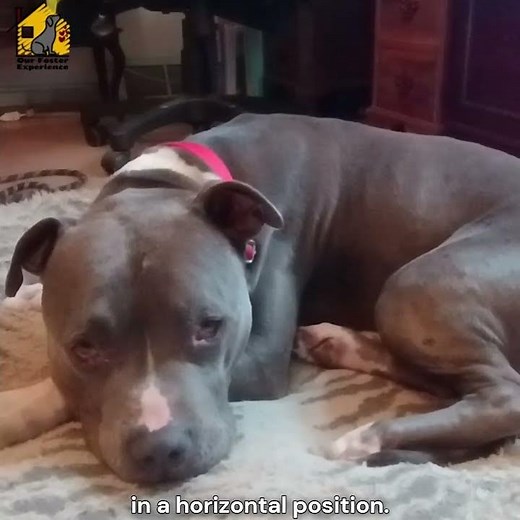 North American House Sloth