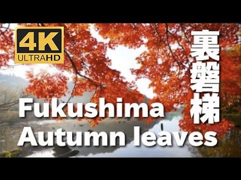 ４K 裏磐梯の紅葉 Autumn leaves in Fukushima Urabandai JAPAN 東北の紅葉 大沢沼 五色沼 日本の紅葉 福島の紅葉 観光 紅葉名所 fall 秋 日本