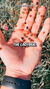 291K views · 3.5K reactions | The Ladybug Secret Weapon! #facts #Amazing #animals #trivia | BERN.ph | Facebook