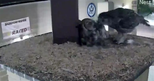 WATCH: Surprise high school readying for new owlets on campus