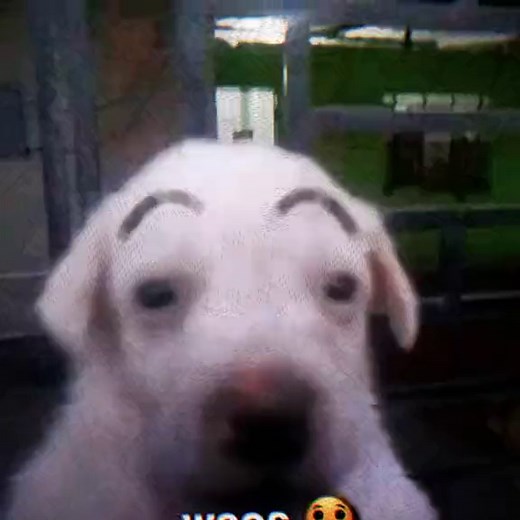 El fenómeno del meme 'waos': significado y origen