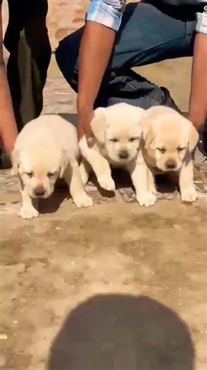 8810623046 Labrador Retriever puppy booking open healthy trained vaccinated lab pups available now