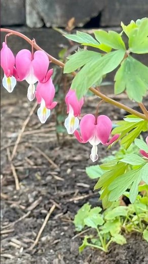 Bleeding Heart plant (Dicentra spectabilis) 🌸 Perfect for spring gardens!