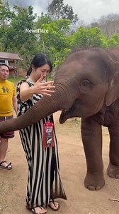 18K views · 146 reactions | Adorable moment baby elephant plants a trunk kiss on tourist | The Sun | Facebook