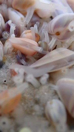 Nick Davis on Instagram: "Oh to be a tiny colorful shelled clam 🐚✨ You might notice those little tubes coming from the shell of these tiny coquina clams. Those are their siphons! They have an incurrent siphon that brings water and food particles in, and have an excurrent siphon that helps get rid of waste! 🐚✨ #coquina #clam #shell #beach #mollusk #animals #marinelife #ocean #marinebiology #nature #wildlife #sea #aquatic #bivalves"