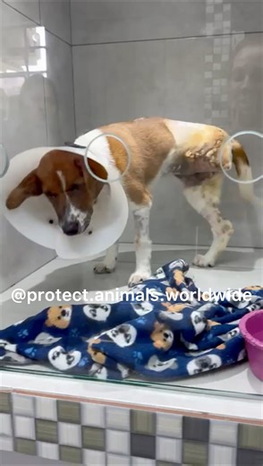 ARIEL UPDATE ❤️🥺 Little Ariel is doing very well since her amput@tion surgery!! She is already up and walking around! This incredible girl is just a young puppy, but she has so much strength! 🙌 Ariel’s infecti0n is still high, but it’s most likely due to dist&mper. She is on medications to help with this, as well as the p@in. She will be taking new exams every 48 hours to help us monitor her progress. THANK YOU to every single person who donated to help this little puppy girl. We are so gratef