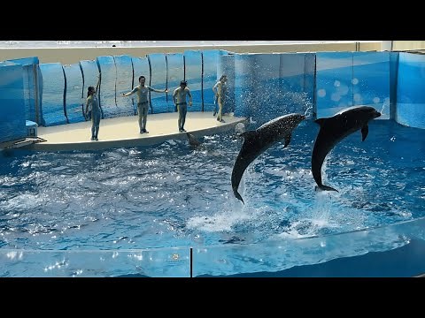 【リニューアルオープン：再開】新江ノ島水族館 えのすい イルカショー "Wave ～きみの波になりたい～"※2024.04.20 / Enoshima Aquarium Dolphin Show