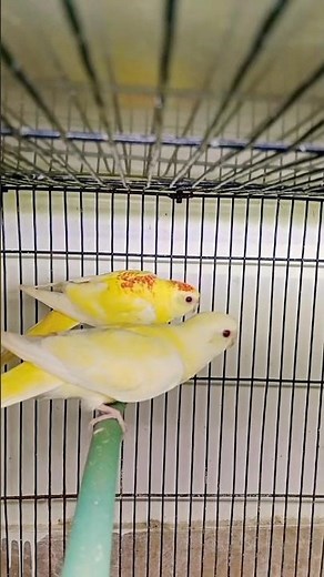 Beautiful Lutino Red Rumped Parrot 🦜 | Stunning Colors and Charming Personality