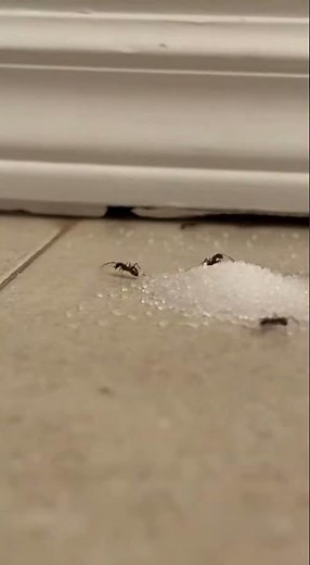 Ants Collecting Sugar