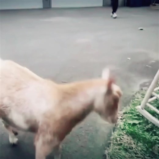 Kirby✝️ on TikTok