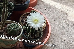 Care of the garden: Fertilize cacti properly - home remedy: make cactus fertilizer yourself | 2025
