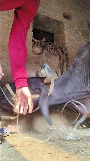 what a great process for intravenous infusion of calcium in jugular vein by Mathur