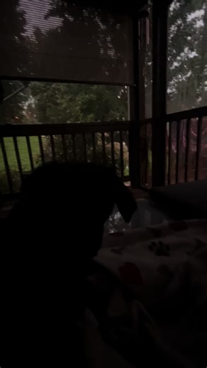 Stormy evening cuddles with mom ⛈️☔️🐾 #bustertheweiner #daschund #dogsoftiktok #avl #rain #porchsittin #thunder