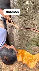 Nagharvest sila ng balat ng cinamon tree🥰 #cinnamon #trees #technique #tools#forest | Violeta Narte Obra