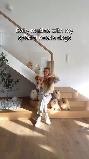 It’s a lot of work, but even more love 🤍 Murphy has cerebellar hypoplasia. For the first two years of his life, he couldn’t walk at all — but with time, patience, and a lot of physiotherapy, he’s getting better every day. Lio is a deaf double-Merle with double pupils that can’t contract, so the sunglasses aren’t just cute — they help him see a little easier and protect his eyes. Monty has kidney disease and he also gets low blood sugar if he’s not fed every three hours. Majvi used to eat that o