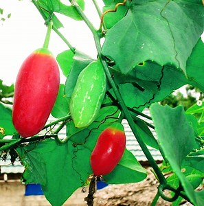 Medicinal Fruiting Vine: Ivy Gourd #gardening #health #garden #medicine #plants | The Weeds and Seeds Guy