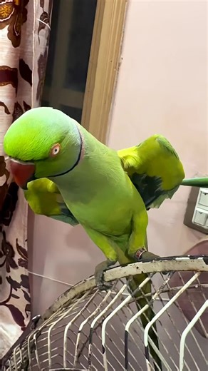 Talking Parrot: Amazing Animal Communication Skills