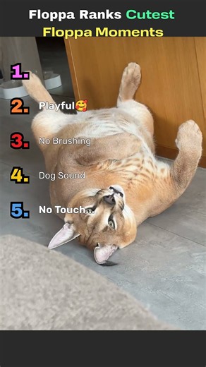 Top 5 Cutest Floppa Moments #ranking #top5 #caracal #floppa #bigfloppa #cat #catvideos #shorts