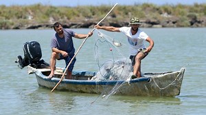 Le crabe bleu : une espèce invasive que craignent les pêcheurs albanais de la côte Adriatique - RTBF Actus
