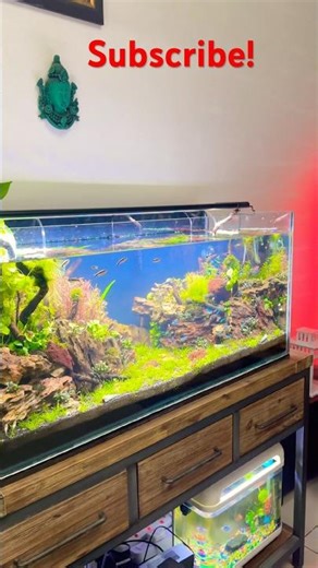AQUASCAPING Creat by @aqua meditation🐠#aquariumlife #aquascaping #plantedtank #shorts #1k