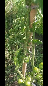 The easiest tomato variety to grow. Large cherry tomatoes Heirloom. (Save seed) 0970 647564 | Zambia Vegetable Farmers