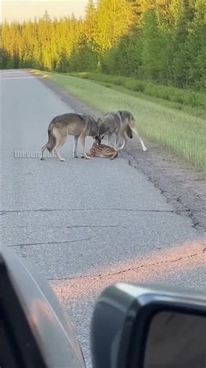 Driver Rescues Fawn from Vicious Wolf Attack!