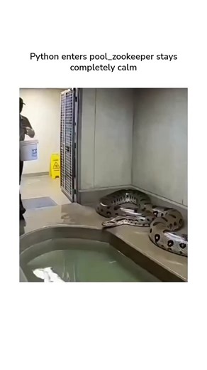 Global Reel IG on Instagram: "The post shares a 15-second video of a zookeeper casually handling a large, patterned constrictor snake—likely a reticulated python, not a cobra as claimed—while entering a shallow green pool, building suspense that ends without incident. High engagement (460k+ views, 118 replies) stems from the dramatic caption, but users quickly correct the species mislabeling and debate video authenticity, citing unnatural movements as signs of AI generation. Posted by an agricul