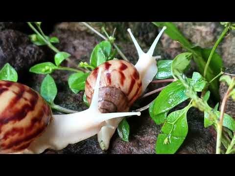 Snail Secrets REVEALED: How They Survive, Eat, and Reproduce (You Won't Believe #3!)