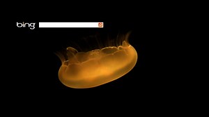 313 reactions · 92 shares | Revisit last week’s mesmerizing (and sting-free) jellyfish video homepage, and be on the lookout for more video homepages at Bing.com! | Bing | Facebook