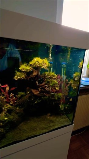 #aquascape #aquarium #fishtank #fish #plantedtank #fishkeeping #plantedaquarium #loop #tetras #short