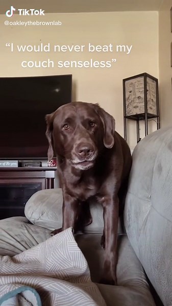 She’s gonna turn up, don’t tell her what to do. #doggo #turnup #lab #weirdo